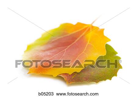 Two autumn leaves cutout View Large Photo Image Stock Image - Two autumn leaves cutout. Fotosearch