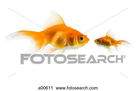 Two goldfish View Large Photo Image Stock Image - Two goldfish. Fotosearch