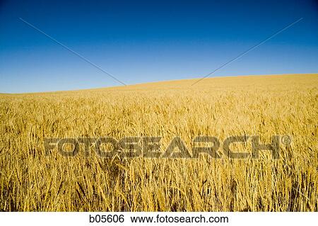 Wheat field with blue sky View Large Photo Image Stock Photograph - Wheat field with blue sky. Fotosearch
