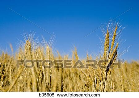 Stock Photography - Wheat field with blue sky. Fotosearch
