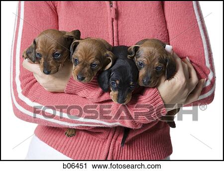 Woman holding puppies View Large Photo Image Stock Image - Woman holding puppies. Fotosearch