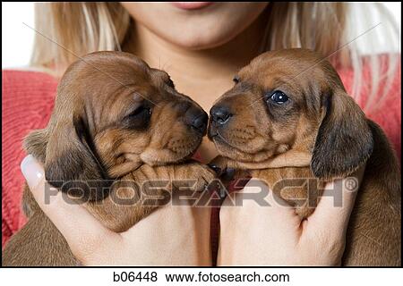 Stock Photo - Woman holding puppies. Fotosearch