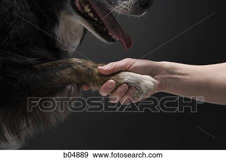 Stock Photo - Woman shaking a paw with dog. Fotosearch