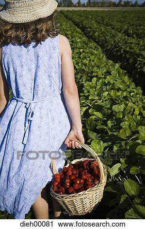 Young girl picking strawberries View Large Photo Image Stock Image - Young girl picking strawberries. Fotosearch