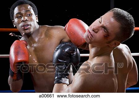 Boxers fighting View Large Photo Image Stock Image - Boxers fighting. Fotosearch