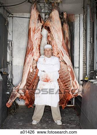 Butcher standing with hanging carcass View Large Photo Image Stock Photograph - Butcher standing with hanging carcass. Fotosearch