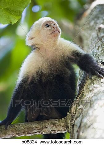 Picture - Close-up of a capuchin monkey sitting on a tree and looking up (Cebus capucinus). Fotosearch