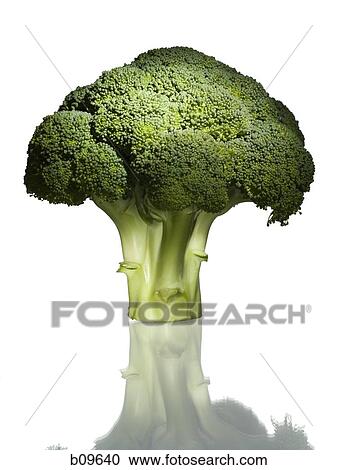 Close-up of a floret of broccoli View Large Photo Image Stock Image - Close-up of a floret of broccoli. Fotosearch