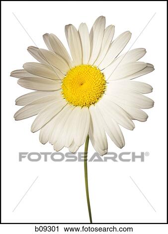 Close-up of a flower View Large Photo Image Stock Image - Close-up of a flower. Fotosearch