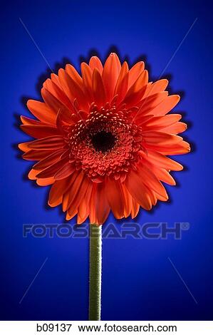 Stock Photo - Close-up of a flower. Fotosearch