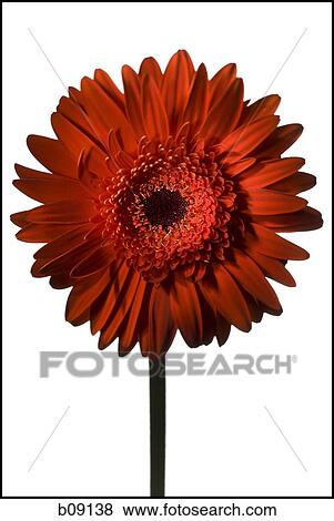 Stock Photo - Close-up of a flower. Fotosearch