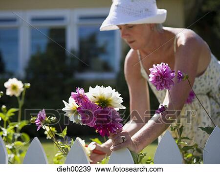 Close-up of a mature woman picking up flowers from a garden View Large Photo Image Stock Photo - Close-up of a mature woman picking up flowers from a garden. Fotosearch