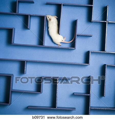 Close-up of a mouse in a maze View Large Photo Image Stock Image - Close-up of a mouse in a maze. Fotosearch