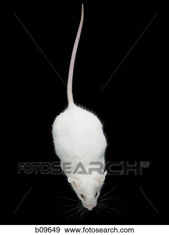 Close-up of a mouse View Large Photo Image Stock Photo - Close-up of a mouse. Fotosearch