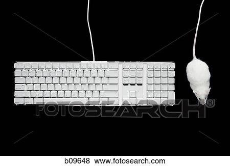 Close-up of a mouse with a computer keyboard View Large Photo Image Stock Photo - Close-up of a mouse with a computer keyboard. Fotosearch