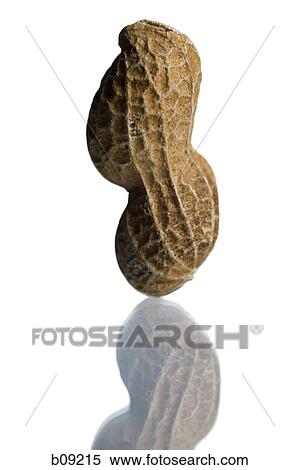 Close-up of a peanut View Large Photo Image Stock Photography - Close-up of a peanut. Fotosearch