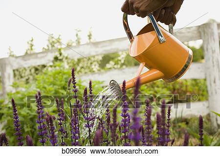 Stock Photograph - Close-up of a person's hand watering flowers. Fotosearch