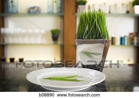 Close-up of a plate and a vase of herbs at the bar counter View Large Photo Image Stock Image - Close-up of a plate and a vase of herbs at the bar counter. Fotosearch