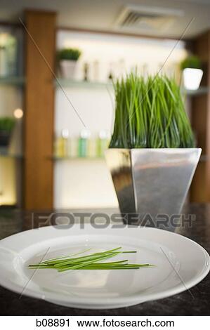 Close-up of a plate and a vase of herbs at the bar counter View Large Photo Image Stock Image - Close-up of a plate and a vase of herbs at the bar counter. Fotosearch