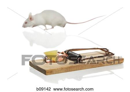 Close-up of a rat near a trap View Large Photo Image Stock Image - Close-up of a rat near a trap. Fotosearch