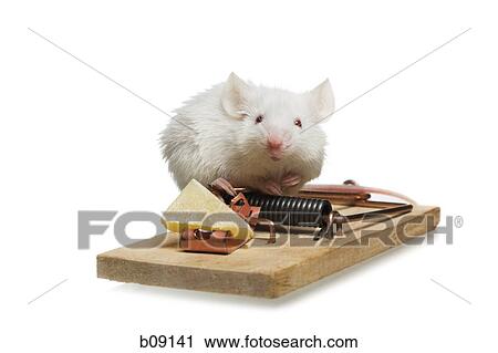 Close-up of a rat sitting on a trap View Large Photo Image Stock Image - Close-up of a rat sitting on a trap. Fotosearch