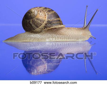Stock Photo - Close-up of a snail on a blue background. Fotosearch