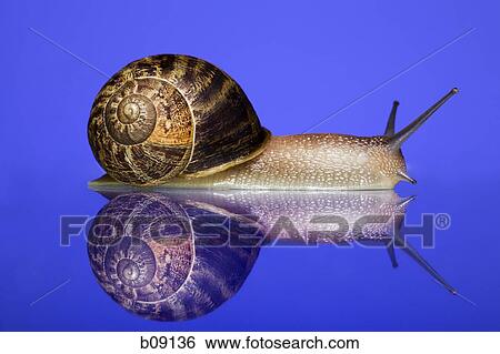 Close-up of a snail on a blue background View Large Photo Image Stock Photograph - Close-up of a snail on a blue background. Fotosearch