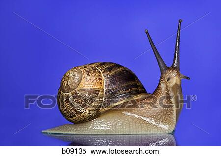 Close-up of a snail on a blue background View Large Photo Image Stock Photography - Close-up of a snail on a blue background. Fotosearch