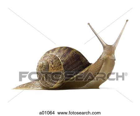 Picture - Close-up of a snail on a white background, silhouette. Fotosearch