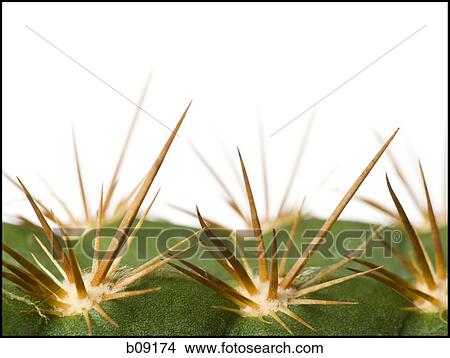 Close-up of cactus spines View Large Photo Image Picture - Close-up of cactus spines. Fotosearch
