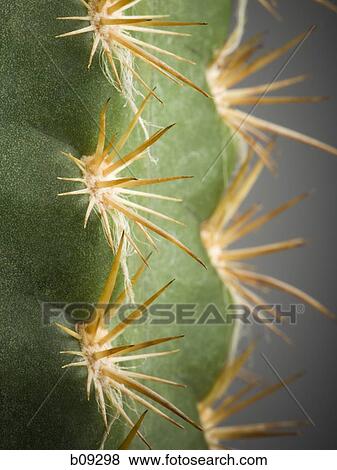 Close-up of cactus spines View Large Photo Image Stock Photo - Close-up of cactus spines. Fotosearch