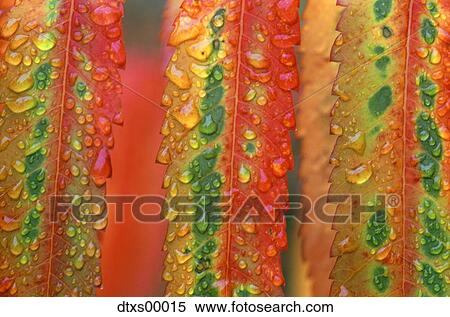 Close-up of condensation on leaves View Large Photo Image Stock Photography - Close-up of condensation on leaves. Fotosearch
