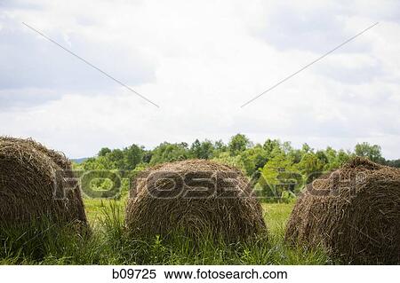 Close-up of hay bales in a field View Large Photo Image Stock Photography - Close-up of hay bales in a field. Fotosearch