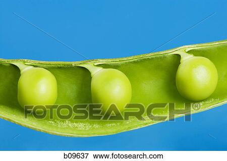 Close-up of peas in a pod View Large Photo Image Stock Photo - Close-up of peas in a pod. Fotosearch