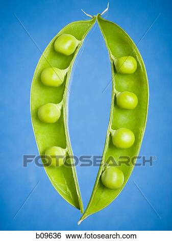 Close-up of peas in pods View Large Photo Image Stock Photograph - Close-up of peas in pods. Fotosearch