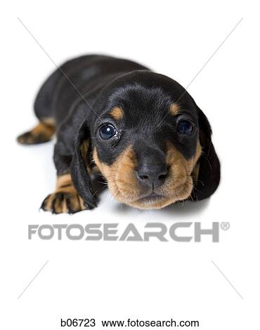 Close-up of puppy View Large Photo Image Stock Image - Close-up of puppy. Fotosearch