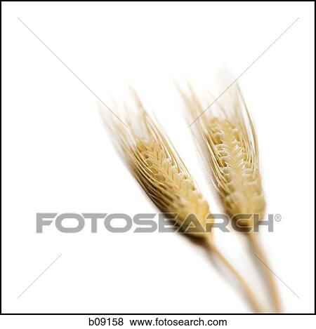 Close-up of two wheat stalks View Large Photo Image Stock Photo - Close-up of two wheat stalks. Fotosearch