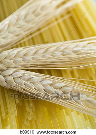 Close-up of wheat stalks and uncooked spaghetti View Large Photo Image Stock Image - Close-up of wheat stalks and uncooked spaghetti. Fotosearch