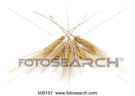 Close-up of wheat stalks View Large Photo Image Stock Photo - Close-up of wheat stalks. Fotosearch