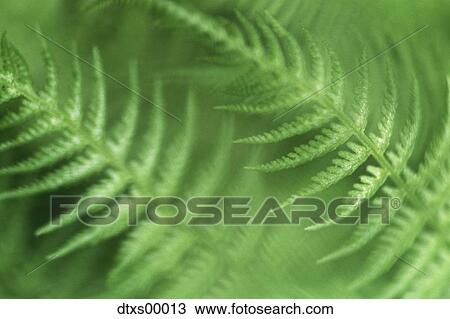 Stock Image - Fern leaves. Fotosearch