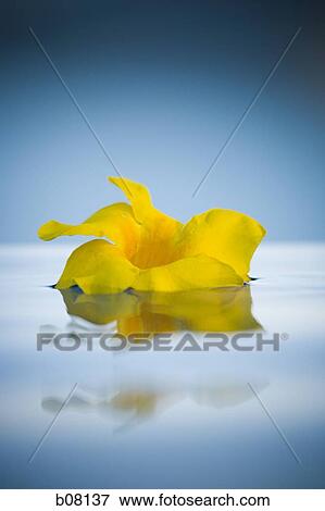 Stock Photo - Floating flower. Fotosearch