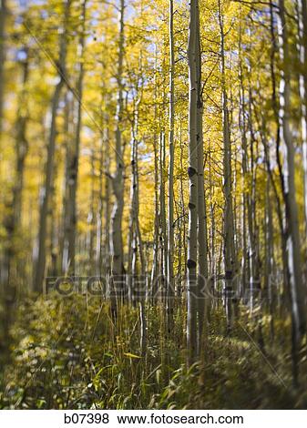 Forest of tall trees View Large Photo Image Stock Photo - Forest of tall trees. Fotosearch