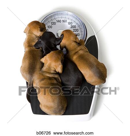 Four puppies on bathroom scale View Large Photo Image Stock Photograph - Four puppies on bathroom scale. Fotosearch