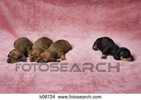 Four puppies resting View Large Photo Image Picture - Four puppies resting. Fotosearch