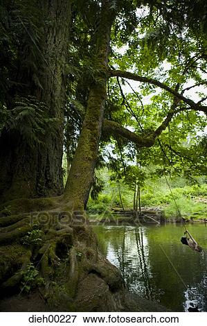 Girl swinging over a pond View Large Photo Image Stock Photo - Girl swinging over a pond. Fotosearch