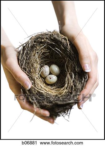 Hands holding nest with three bird eggs View Large Photo Image Stock Image - Hands holding nest with three bird eggs. Fotosearch