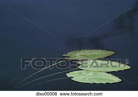 Stock Photo - Lilypads. Fotosearch
