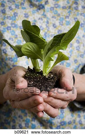 Mid section view of a woman holding a plant View Large Photo Image Stock Image - Mid section view of a woman holding a plant. Fotosearch