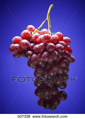 One bunch of red grapes View Large Photo Image Stock Photo - One bunch of red grapes. Fotosearch