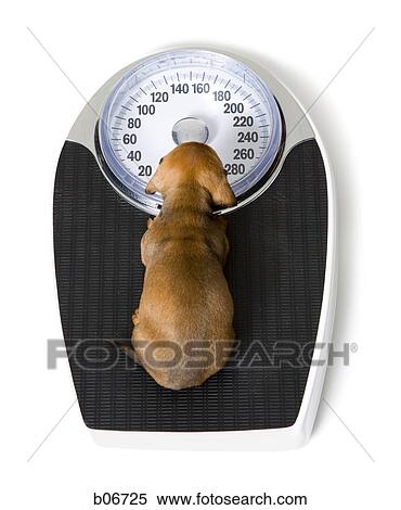One puppy on bathroom scale View Large Photo Image Stock Photography - One puppy on bathroom scale. Fotosearch